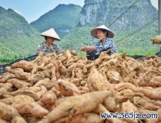 配资开户网 新华指数|贵州紫云：乘着数字化的翅膀 奏响“蜜薯